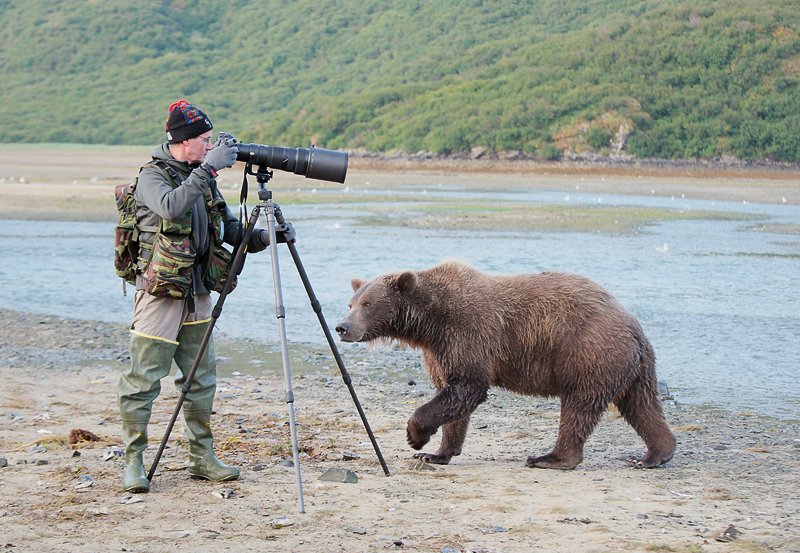 Brown Bear Art