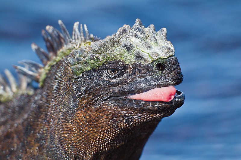 Galapagos Fernandina