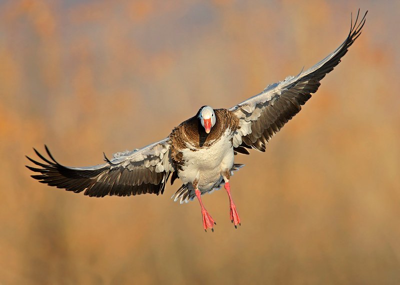 Blue Geese