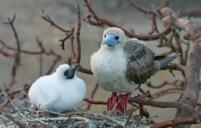 Red Footed Birds