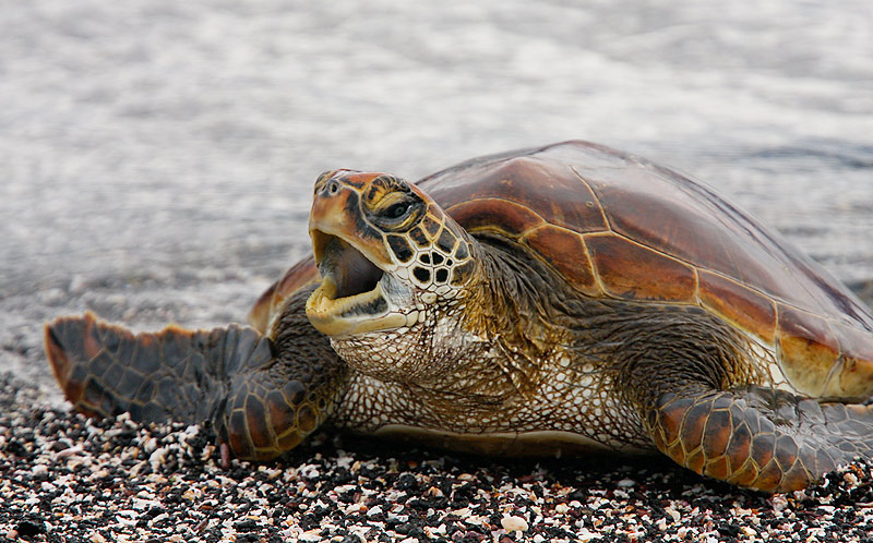 Galapagos Green Sea Turtle on emaze