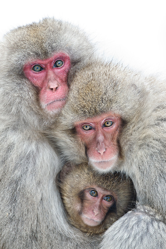 Три обезьяны фото смешные